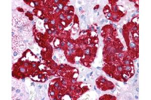 Immunohistochemistry of formalin-fixed, paraffin-embedded human adrenal tissue after heat-induced antigen retrieval. (NR4A2 Antikörper  (N-Term))