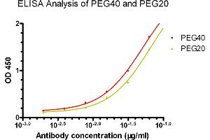 ELISA analysis of PEG40 and PEG20 using  PEG Antibody (Biotin), mAb, Mouse (Cat. (PEG Antikörper  (Biotin))