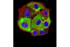 Immunofluorescence (IF) image for anti-Serotonin Receptor 3A (HTR3A) (AA 24-157) antibody (ABIN5611116)