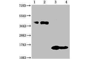 Western Blot Positive WB detected in: 1-2 lanes: 293F whole cell lysate transfected with BCMA, 3-4 lane: Recombinant proteins with BCMA All lanes: TNFRSF17 antibody at 1:1000 Secondary Goat polyclonal to mouse IgG at 1/50000 dilution Predicted band size: 40, 15 KDa Observed band size: 40, 15 KDa Exposure time:10 min (BCMA Antikörper  (AA 1-54))