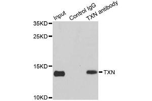 Immunoprecipitation analysis of 150ug extracts of MCF7 cells using 3ug TXN antibody. (TXN Antikörper)