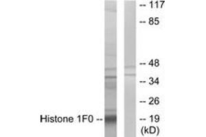 Western blot analysis of extracts from A549 cells, using Histone 1F0 Antibody.