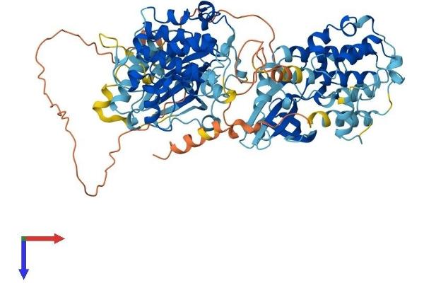RPS6KA3 Protein (AA 1-740) (His tag)