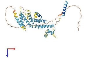 PSMD8 Protein (AA 1-350) (His tag)