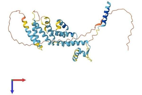 PSMD8 Protein (AA 1-350) (His tag)
