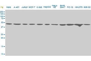 Viral Entry Inhibition (VEI) image for anti-Upstream Transcription Factor 2, C-Fos Interacting (USF2) (AA 1-100) antibody (ABIN521290)