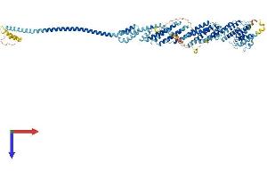 EXOC6 Protein (AA 1-804) (His tag)