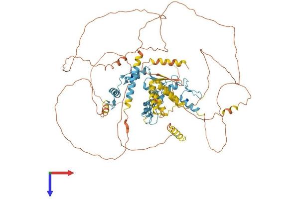 ZBTB49 Protein (AA 1-765) (His tag)