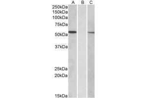 Western Blotting (WB) image for anti-Mannosyl (Alpha-1,3-)-Glycoprotein beta-1,2-N-Acetylglucosaminyltransferase (MGAT1) (Internal Region) antibody (ABIN2464723)