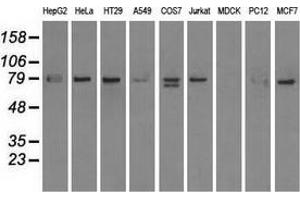 Western blot analysis of extracts (35 µg) from 9 different cell lines by using anti-SCYL3 monoclonal antibody. (SCYL3 Antikörper)