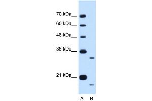 CCPG1 antibody  (Middle Region)