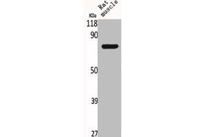 Western Blot analysis of RAT-MUSCLE cells using BRD3 Polyclonal Antibody (BRD3 Antikörper  (C-Term))