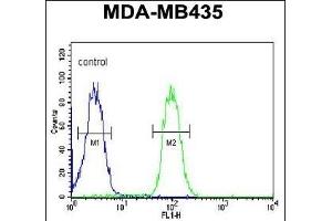 CC50B Antibody (N-term) (ABIN651159 and ABIN2840104) flow cytometric analysis of MDA-M cells (right histogram) compared to a negative control cell (left histogram). (TMEM30B Antikörper  (N-Term))