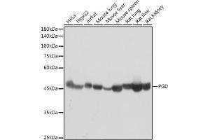 Western blot analysis of extracts of various cell lines, using PGD antibody (ABIN7269315) at 1:1000 dilution. (PGD Antikörper)