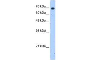 Western Blotting (WB) image for anti-Zinc Finger Protein 823 (ZNF823) antibody (ABIN2463336) (ZNF823 Antikörper)