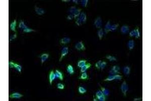 Immunofluorescence (IF) image for anti-Major Histocompatibility Complex, Class II, DR beta 1 (HLA-DRB1) (AA 30-266) antibody (ABIN6068471)