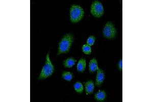 Immunofluorescence (IF) image for anti-Complement Factor H (CFH) antibody (ABIN5015561) (Complement Factor H Antikörper)