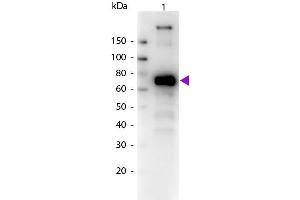 Western Blot of Biotin conjugated Goat Anti-Monkey IgM (mu chain) secondary antibody.