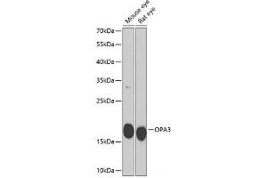 Western blot analysis of extracts of various cell lines using OPA3 Polyclonal Antibody at dilution of 1:1000. (OPA3 Antikörper)