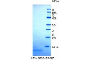 SDS-PAGE (SDS) image for Mucin 5 Subtype B (MUC5B) (AA 5653-5762) protein (His tag) (ABIN1099309)