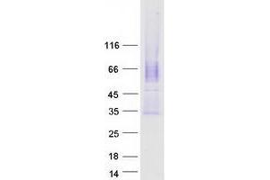 CACNG5 Protein (Transcript Variant 1) (Myc-DYKDDDDK Tag)