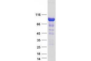 Validation with Western Blot (GRAF Protein (Transcript Variant 1) (Myc-DYKDDDDK Tag))