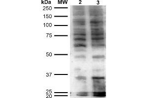 Western Blot analysis of Human Cervical Cancer cell line (HeLa) showing detection of Hexanoyl-Lysine adduct-BSA using Mouse Anti-Hexanoyl-Lysine adduct Monoclonal Antibody, Clone 5D9 . (Hexanoyl-Lysine Adduct (HEL) Antikörper (Biotin))