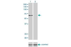 Western blot analysis of KPNA5 over-expressed 293 cell line, cotransfected with KPNA5 Validated Chimera RNAi (Lane 2) or non-transfected control (Lane 1). (KPNA5 Antikörper  (AA 1-539))
