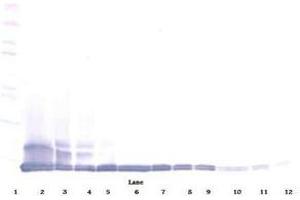 Image no. 1 for anti-Chemokine (C-C Motif) Ligand 12 (Ccl12) antibody (ABIN465846) (Ccl12 Antikörper)