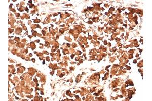 Formalin-fixed, paraffin-embedded human pituitary gland stained with ACTH Mouse Monoclonal Antibody (AH26). (POMC Antikörper  (AA 1-24))