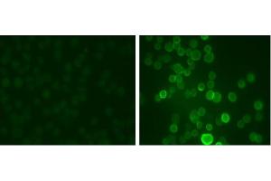 Image no. 1 for anti-Potassium Voltage-Gated Channel, Shaw-Related Subfamily, Member 1 (KCNC1) (pSer503) antibody (ABIN372706) (KCNC1 Antikörper  (pSer503))