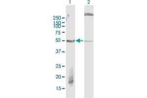 Western Blot analysis of FBXW2 expression in transfected 293T cell line by FBXW2 MaxPab polyclonal antibody.