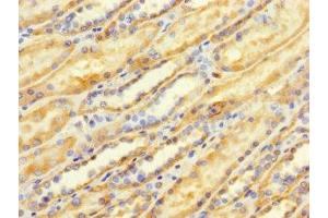 Immunohistochemistry of paraffin-embedded human kidney tissue using ABIN7173107 at dilution of 1:100 (TMEM184B Antikörper  (AA 311-407))