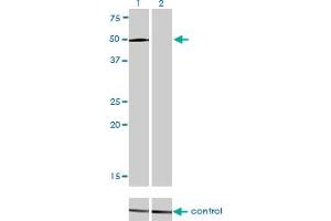 Western blot analysis of LEF1 over-expressed 293 cell line, cotransfected with LEF1 Validated Chimera RNAi (Lane 2) or non-transfected control (Lane 1). (LEF1 Antikörper  (AA 1-399))