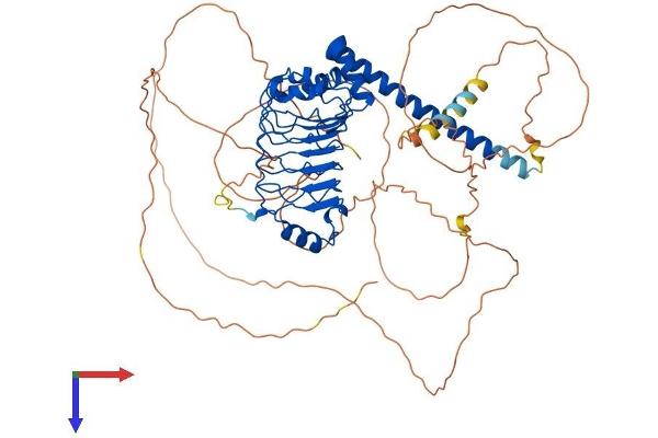 LRRC50 Protein (AA 1-634) (His tag)