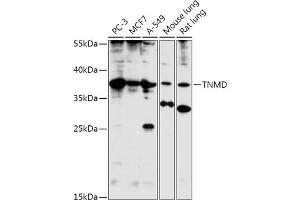 Western blot analysis of extracts of various cell lines, using TNMD antibody (ABIN7270768) at 1:1000 dilution. (TNMD Antikörper  (AA 92-187))