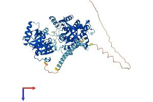 RecQ Protein-Like (DNA Helicase Q1-Like) (RECQL) (AA 1-648) protein (His tag)