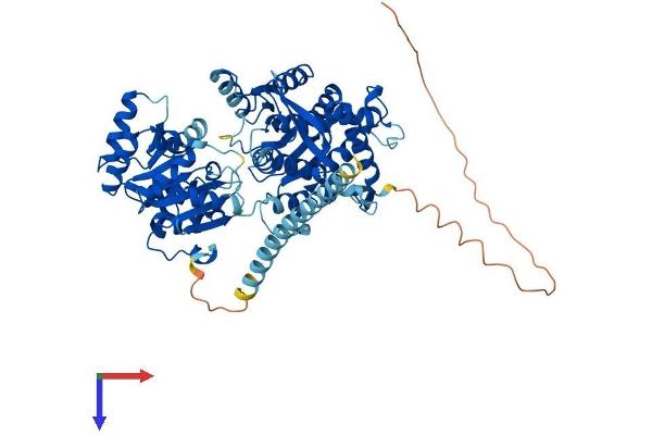 RecQ Protein-Like (DNA Helicase Q1-Like) (RECQL) (AA 1-648) protein (His tag)