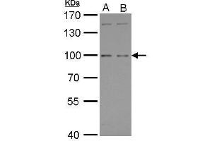 WB Image GPRC6A antibody [C3], C-term detects GPRC6A protein by Western blot analysis.