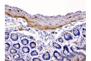 IHC testing of FFPE mouse intestine tissue with CHRNA5 antibody at 1ug/ml.