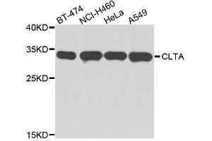 Western blot analysis of extracts of various cell lines, using CLTA antibody. (CLTA Antikörper  (AA 1-218))