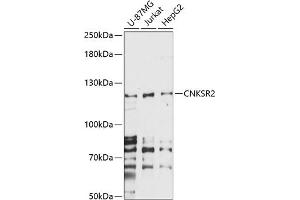 Western blot analysis of extracts of various cell lines, using CNKSR2 antibody (ABIN7266488) at 1:1000 dilution. (CNKSR2 Antikörper  (AA 400-750))