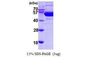 Sep (O-phosphoserine) tRNA:Sec (Selenocysteine) tRNA Synthase (SEPSECS) (AA 1-501) protein (His tag)