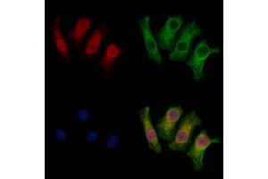 ABIN7094018 and ABIN7098062 staining HepG2 cells by IF/ICC. (THAP2 Antikörper  (Internal Region))