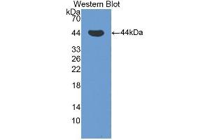 Western Blotting (WB) image for anti-Protein Kinase C, delta (PKCd) (AA 328-674) antibody (ABIN1078463)