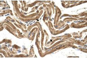 Immunohistochemical staining (Formalin-fixed paraffin-embedded sections) of human muscle with FICD polyclonal antibody  at 4-8 ug/mL working concentration. (FICD Antikörper  (C-Term))