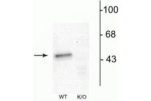 Western blot of mouse forebrain lysates from Wild Type (WT) and α1-knockout (K/O) animals showing specific immunolabeling of the ~51 kDa α1-subunit of the GABAA-R. (GABRA1 Antikörper  (N-Term))