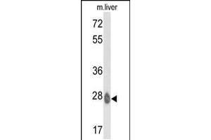 Western blot analysis of ETHE1 Antibody in mouse liver tissue lysates (35ug/lane) (ETHE1 Antikörper  (C-Term))