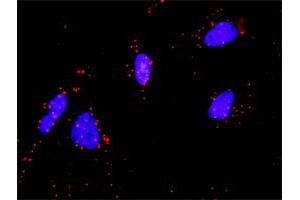 Proximity Ligation Analysis of protein-protein interactions between FGF1 and FGFR4. (FGFR4 Antikörper  (AA 31-145))
