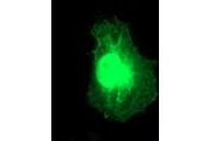 Immunofluorescence (IF) image for anti-Regulator of G-Protein Signaling 5 (RGS5) (AA 1-181) antibody (ABIN1490600)